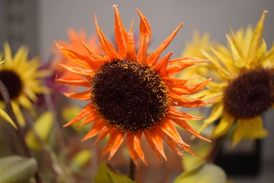 Close-up of sunflower blooming outdoors