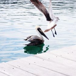 Seagulls flying over lake