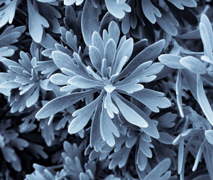 High angle view of purple flowering plant