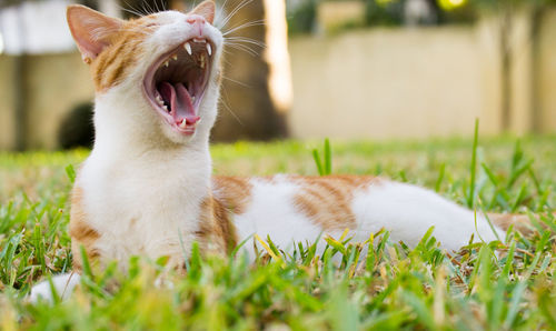 View of cat yawning