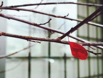 Close-up of dry plant hanging on branch