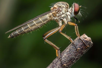 Close-up of damselfly on stick