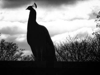 Low angle view of birds on tree against clear sky