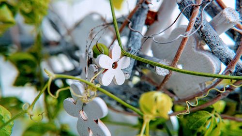 Close-up of white flowering plant