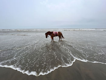 Horse into the sea wave 