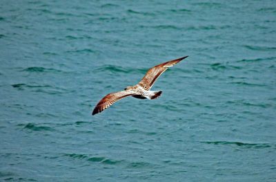 Close-up of seagull flying over sea