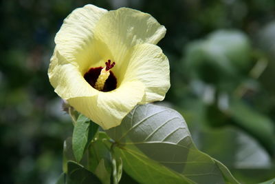 Close-up of yellow flowering plant