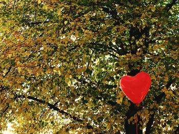 Close-up of red leaves on tree