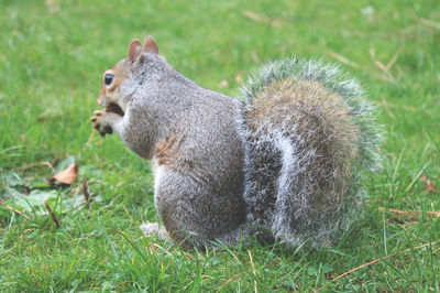 Side view of squirrel on grass
