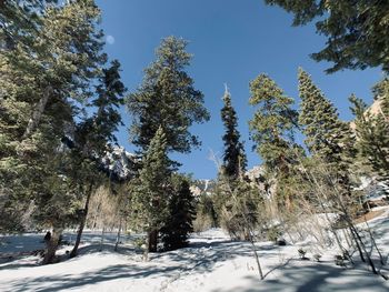 Trees on snow covered land against sky