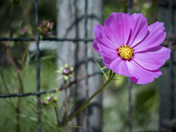 Close-up of pink cosmos flower
