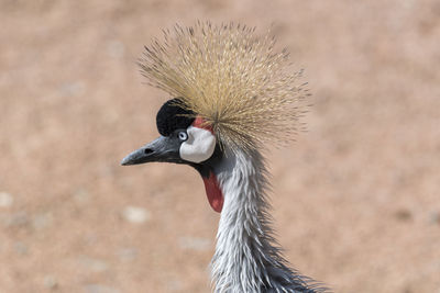 Close-up of a bird