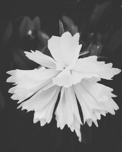 Close-up of flower blooming outdoors