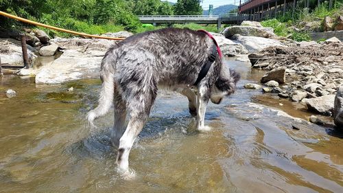 View of dog drinking water from rock