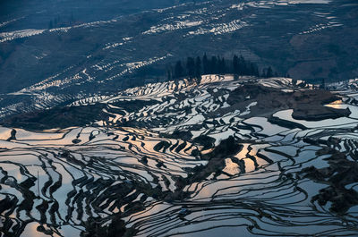 High angle view of padi field