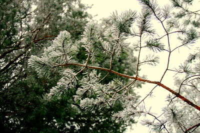 Low angle view of trees against sky