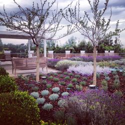 Flowering plants with trees in background