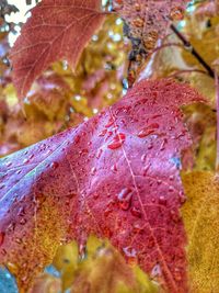 Extreme close up of a leaf