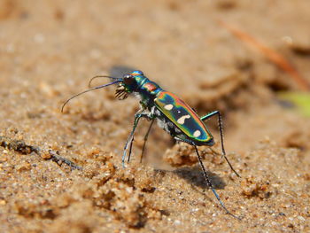 Close-up of insect on sand