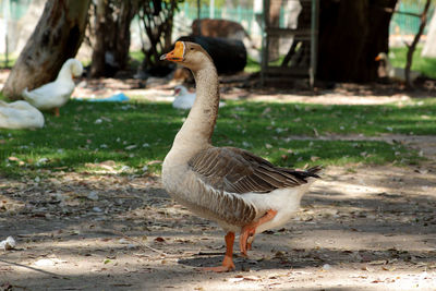 Close-up of bird on field