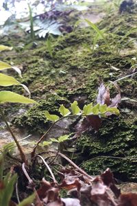 Close-up of lizard on plants