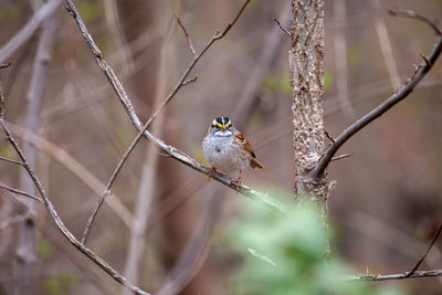 Close-up of bird perching on branch