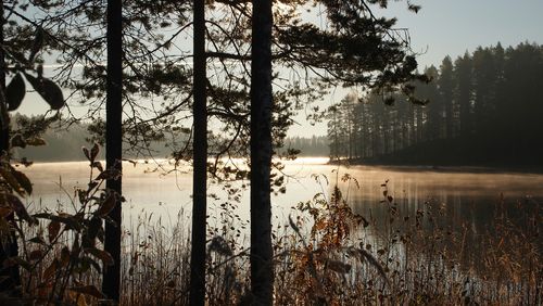 Trees and plants in forest by lake against sky