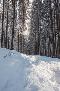 Trees on snow covered landscape