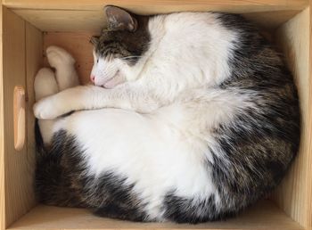 High angle view of cat sleeping