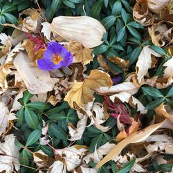 Close-up of flowers and leaves