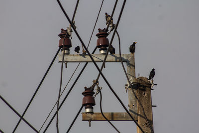 Low angle view of bird perching on cable