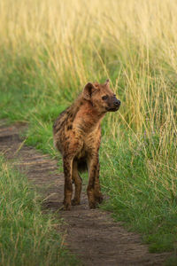 Spotted hyena stands turning head on track