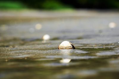 Close-up of shell on the beach