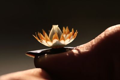 Close-up of hand holding flower against black background