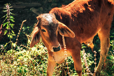 Cow standing in a field