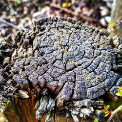 Close-up of tree trunk