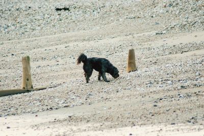 Side view of dog running on sand