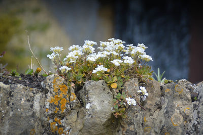 Close-up of flowers growing on rock