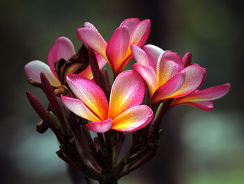 Close-up of pink flower