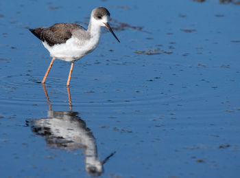 Stilt on beach