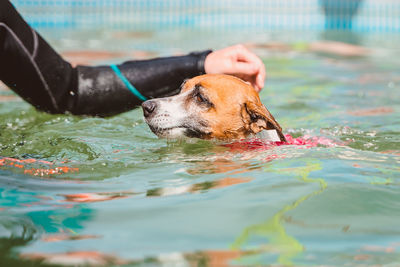 Dog swimming in water