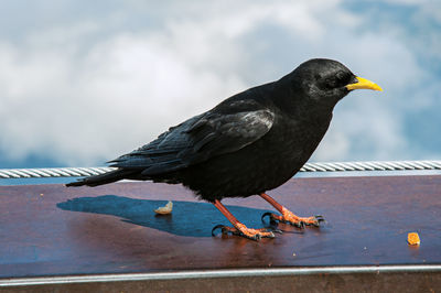 Close-up of bird perching on a metal