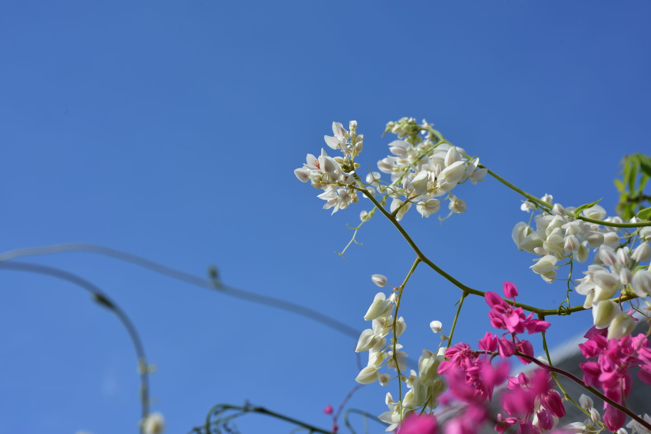 CLOSE-UP OF CHERRY BLOSSOMS AGAINST BLUE SKY