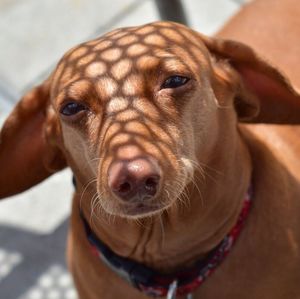 Close-up portrait of dog