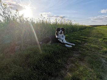 Dog looking away on field