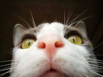 Close-up portrait of cat