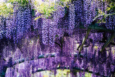 Purple flowering plants