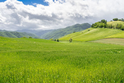 Green cultivated hills of romagna