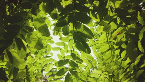 Low angle view of leaves on tree