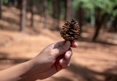 Close-up of hand holding pine cone